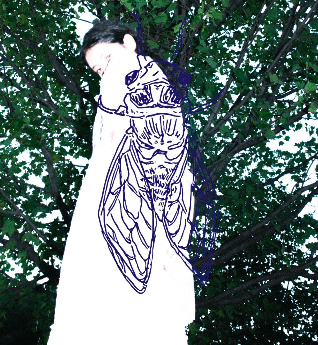 Cicada lookbook